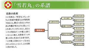 パールライス 山形県産 白米 雪若丸 5kg 令和6年産 - 画像 (2)