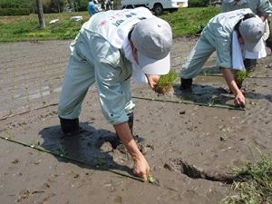 神明 【精米】 あかふじ いつものお米 5kg - 画像 (4)