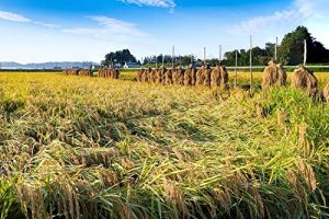 パールライス 宮城県産 白米 ひとめぼれ 5kg 令和6年産 - 画像 (5)