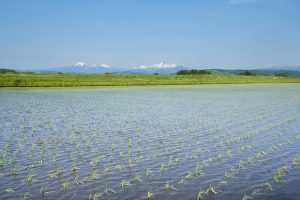 パールライス 青森県産 無洗米 青天の霹靂 3kg 令和6年産 - 画像 (3)