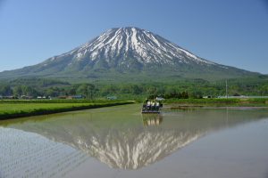 パールライス 北海道産 無洗米 ななつぼし 5kg 令和6年産 - 画像 (3)
