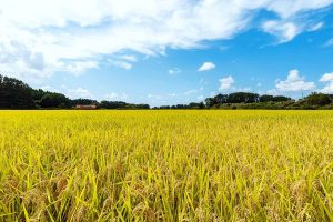 パールライス 青森県産 無洗米 青天の霹靂 3kg 令和6年産 - 画像 (2)