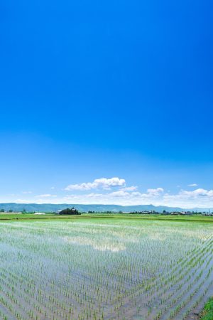 パールライス 北海道産 無洗米 ななつぼし 5kg 令和6年産 - 画像 (4)