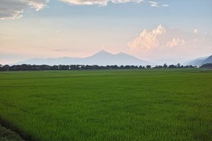 パールライス 令和6年産 福島県産 白米 天のつぶ 5kg 令和6年産 - 画像 (2)