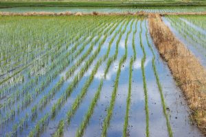 パールライス 山形県産 白米 雪若丸 5kg 令和6年産 - 画像 (6)