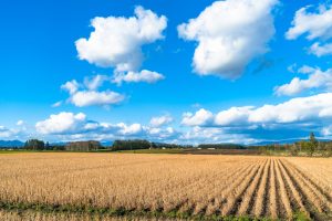 パールライス 北海道産 無洗米 ななつぼし 5kg 令和6年産 - 画像 (6)