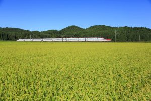 by Amazon 秋田県産 白米 あきたこまち 5kg 令和6年産 - 画像 (5)