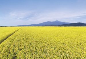 パールライス 山形県産 白米 雪若丸 5kg 令和6年産 - 画像 (4)