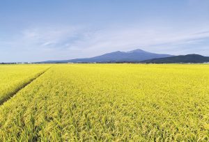 by Amazon 山形県産 白米 つや姫 5kg 令和6年産 - 画像 (2)