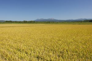 パールライス 北海道産 無洗米 ななつぼし 5kg 令和6年産 - 画像 (5)